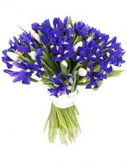 afa053015b52cba29606747e88a2b267-flor.catalog.new.jpg