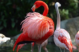 275px-Lightmatter_flamingo.jpg