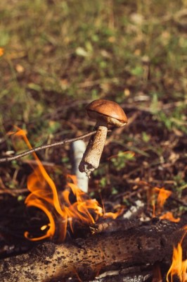 fry-mushroom-stake-hike-woods_88775-545.jpg