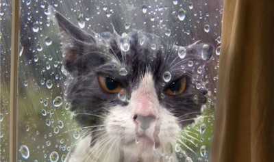 raincat.jpg