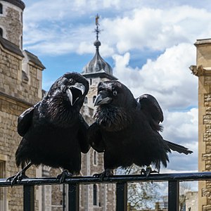 300px-Jubilee_and_Munin,_Ravens,_Tower_of_London_2016-04-30.jpg