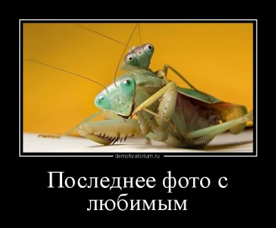 demotivatorium_ru_poslednee_foto_s_lubimim_120996.jpg