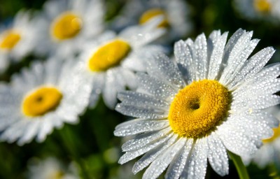1591371378_imagesbase.ru.jpg